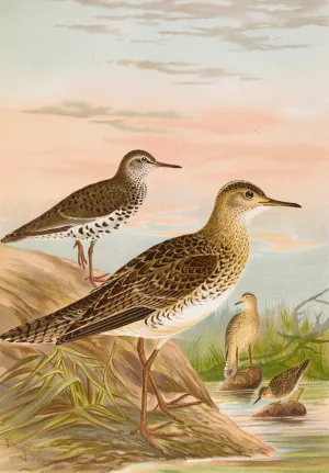 Bartramia longicauda, Tringoides macularius, Tryngites rufescens by Johann Friedrich Naumann Oil Painting