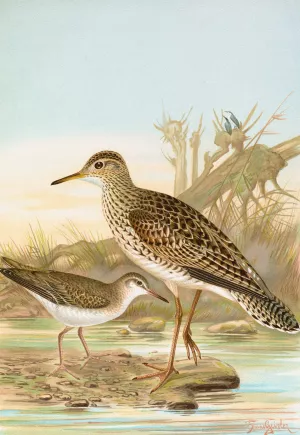 Bartramia longicauda, Tringoides macularius Oil painting by Johann Friedrich Naumann