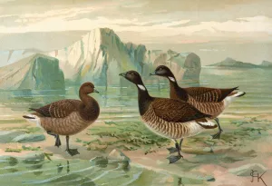 Branta bernicla Oil painting by Johann Friedrich Naumann