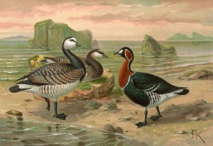 Branta leucopsis by Johann Friedrich Naumann Oil Painting