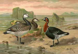 Branta leucopsis Oil painting by Johann Friedrich Naumann