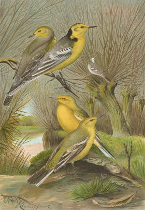 Budytes citreolus, Budytes campestris by Johann Friedrich Naumann Oil Painting