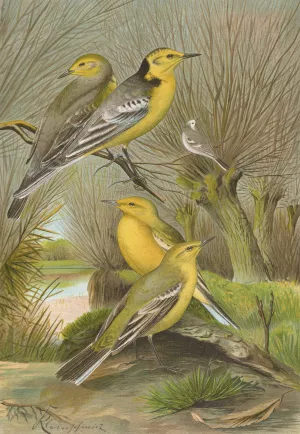 Budytes citreolus, Budytes campestris by Johann Friedrich Naumann Oil Painting