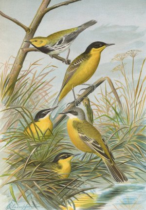 Budytes flavus cinereocapillus by Johann Friedrich Naumann Oil Painting