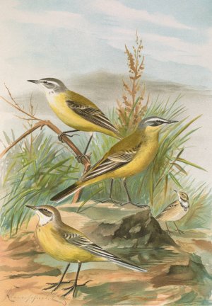 Budytes flavus by Johann Friedrich Naumann Oil Painting