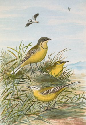 Budytes taivanus Swinhoe, Budytes flavus beema Sykes, Budytes flavus borealis by Johann Friedrich Naumann Oil Painting