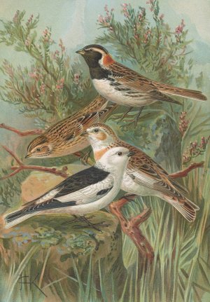 Calcarius lapponicus, Plectrophenax nivalis by Johann Friedrich Naumann Oil Painting