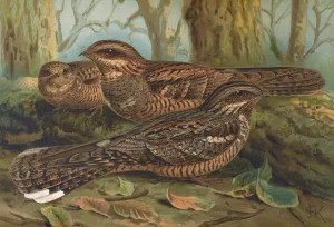 Caprimulgus europaeus by Johann Friedrich Naumann Oil Painting