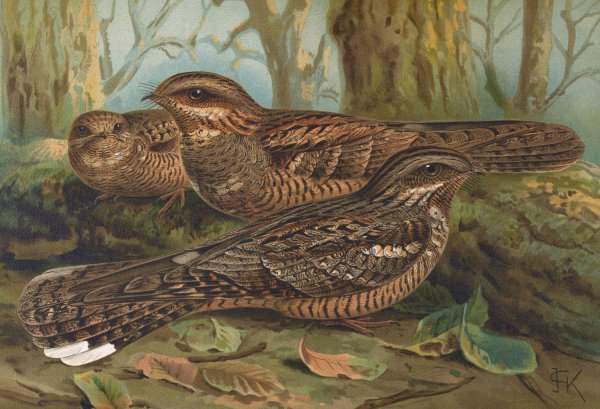 Caprimulgus europaeus by Johann Friedrich Naumann - Hand-Painted Oil Painting Reproduction