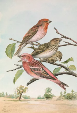 Carpodacus erythrinus by Johann Friedrich Naumann Oil Painting