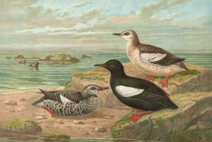 Cepphus grylle Oil painting by Johann Friedrich Naumann