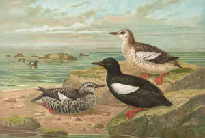 Cepphus grylle by Johann Friedrich Naumann Oil Painting