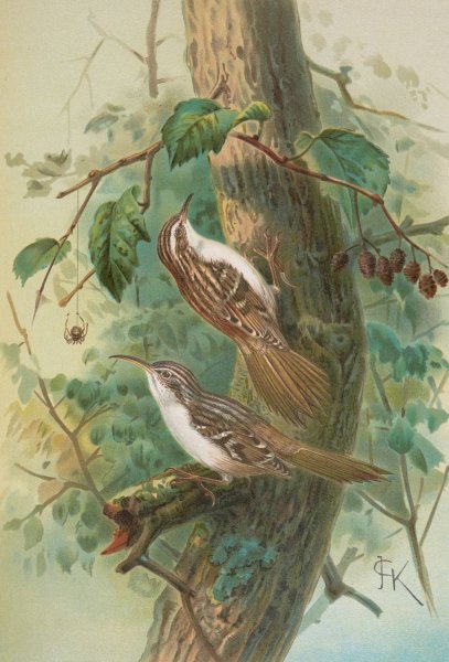 Certhia familiaris, Certhia familiaris brachydactyla by Johann Friedrich Naumann - Hand-Painted Oil Painting Reproduction