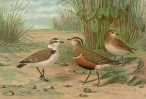 Charadrius alexandrinus, Charadrius morinellus by Johann Friedrich Naumann Oil Painting