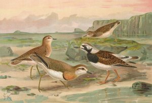 Charadrius asiaticus, Arenaria interpres by Johann Friedrich Naumann Oil Painting
