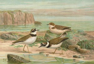 Charadrius dubius Scop by Johann Friedrich Naumann Oil Painting