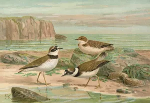 Charadrius dubius Scop by Johann Friedrich Naumann Oil Painting