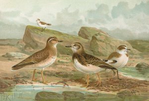 Charadrius morinellus, Arenaria interpres, Charadrius alexandrinus by Johann Friedrich Naumann Oil Painting