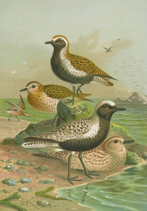 Charadrius pluvialis, Charadrius squatarola by Johann Friedrich Naumann Oil Painting