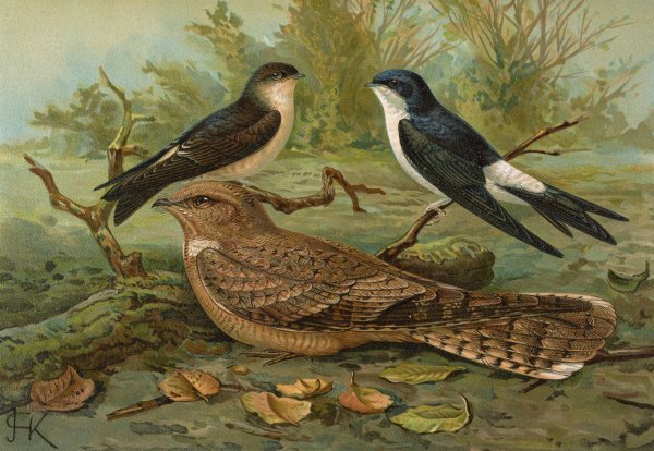 Chelidonaria urbica, Caprimulgus aegyptius Lichtenstein by Johann Friedrich Naumann - Hand-Painted Oil Painting Reproduction
