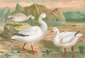 Chen hyperboreus Oil painting by Johann Friedrich Naumann