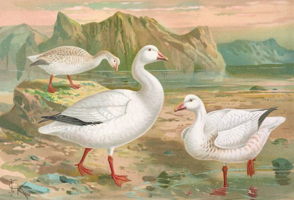 Chen hyperboreus by Johann Friedrich Naumann - Hand-Painted Oil Painting Reproduction