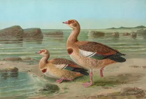Chenalopex aegyptiacus Oil painting by Johann Friedrich Naumann