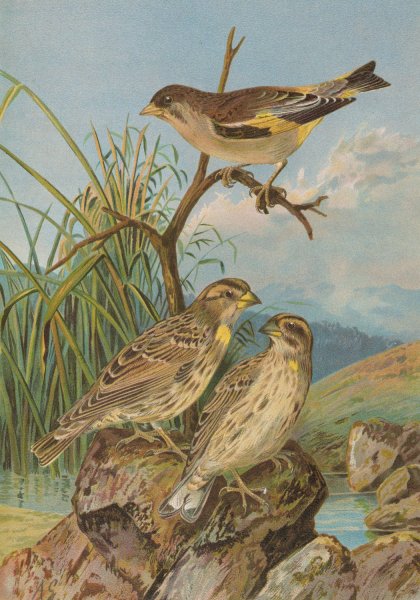 Main Product Photo of Chloris sinica, Passer petronius Painting by Johann Friedrich Naumann
