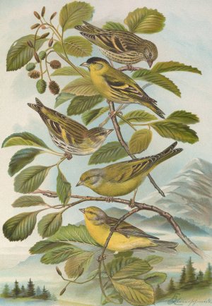 Chrysomitris spinus, Chrysomitris citrinella, Chrysomitris corsicanus by Johann Friedrich Naumann Oil Painting