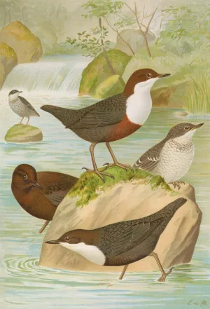 Cinclus cinclus aquaticus, Cinclus cinclus, Cinclus Pallasi Temm by Johann Friedrich Naumann Oil Painting
