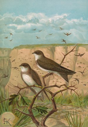 Clivicola riparia by Johann Friedrich Naumann Oil Painting