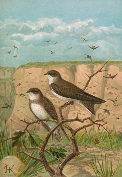 Clivicola riparia by Johann Friedrich Naumann - Hand-Painted Oil Painting Reproduction