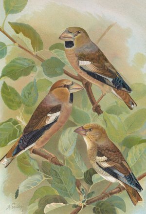 Coccothraustes coccothraustes by Johann Friedrich Naumann Oil Painting