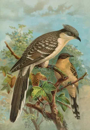 Coccystes glandarius Oil painting by Johann Friedrich Naumann