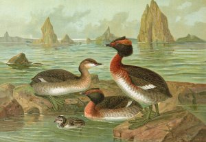 Colymbus auritus L., Gehornter Lappentaucher by Johann Friedrich Naumann Oil Painting
