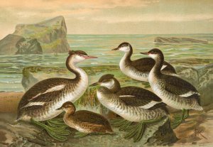 Colymbus cristatus, Grosser Lappentaucher. by Johann Friedrich Naumann Oil Painting