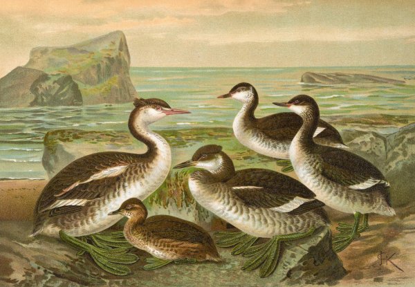 Colymbus cristatus, Grosser Lappentaucher. by Johann Friedrich Naumann - Hand-Painted Oil Painting Reproduction
