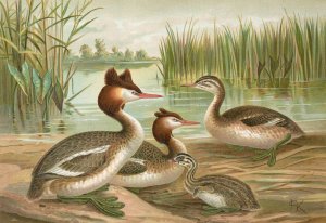 Colymbus cristatus, Grosser Lappentaucher Oil painting by Johann Friedrich Naumann