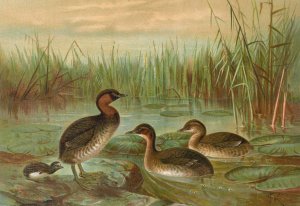 Colymbus fluviatilis Tunst., Kleiner Lappentaucher by Johann Friedrich Naumann Oil Painting