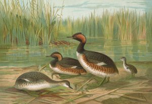 Colymbus nigricollis by Johann Friedrich Naumann Oil Painting