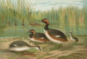 Colymbus nigricollis by Johann Friedrich Naumann Oil Painting