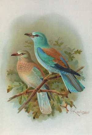 Coracias garrula by Johann Friedrich Naumann Oil Painting