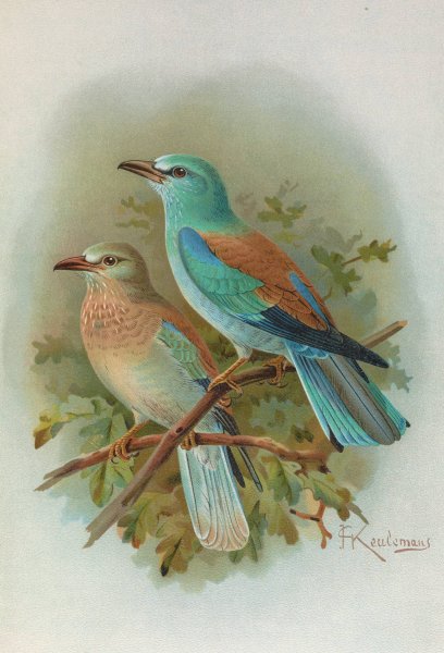 Coracias garrula by Johann Friedrich Naumann - Hand-Painted Oil Painting Reproduction