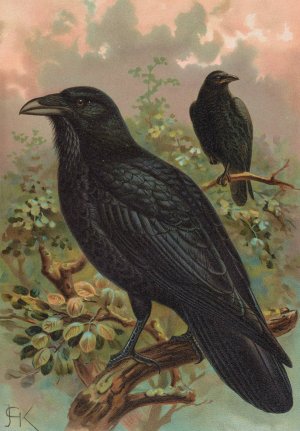 Corvus corax by Johann Friedrich Naumann Oil Painting