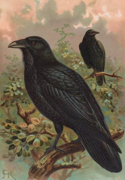Corvus corax by Johann Friedrich Naumann - Hand-Painted Oil Painting Reproduction