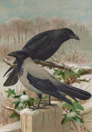 Corvus corone, Corvus cornix Oil painting by Johann Friedrich Naumann