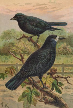 Corvus frugilegus by Johann Friedrich Naumann Oil Painting