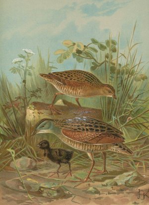 Crex crex by Johann Friedrich Naumann Oil Painting