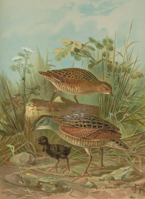 Crex crex by Johann Friedrich Naumann Oil Painting