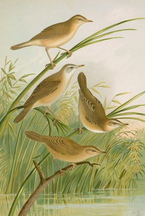 Crocephalus streperus, streperus horticolus, palustris, palustris fruticolus by Johann Friedrich Naumann Oil Painting